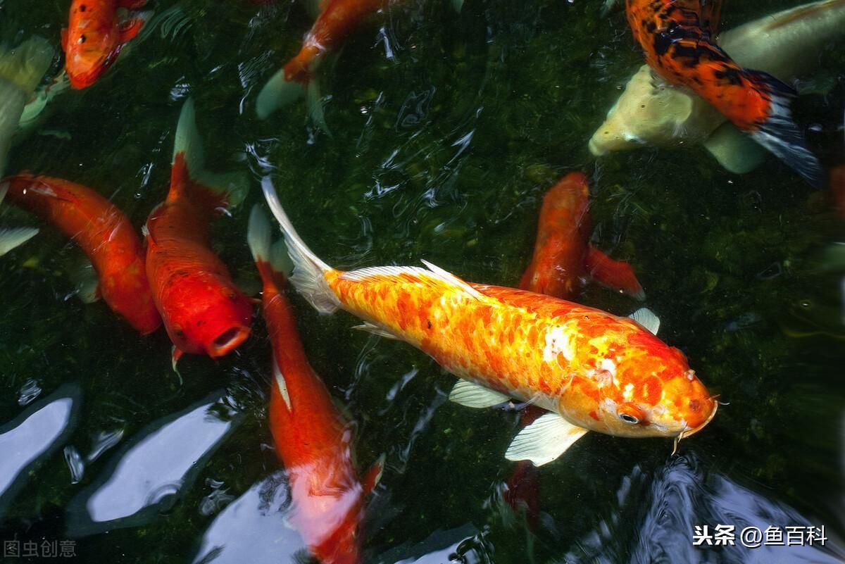 龍魚與錦鯉混養攻略（龍魚與錦鯉混養攻略,龍魚和錦鯉混養并不推薦，因為龍魚不推薦）
