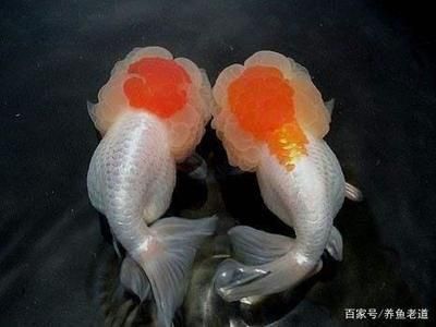 七彩龍魚的水溫多少度合適（七彩龍魚的適宜水溫范圍）