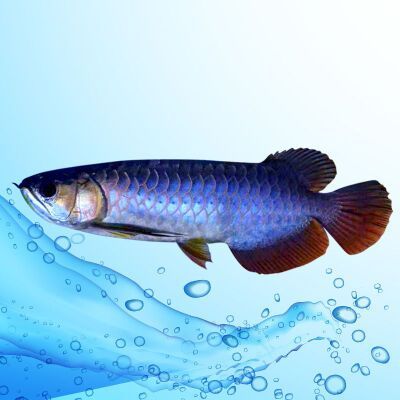 金龍魚藍底的好還是紫底的好：選擇藍底金龍魚還是紫底金龍魚 金龍魚藍底的好還是紫底的好：選擇藍底金龍魚還是紫底金龍魚 龍魚百科 第2張