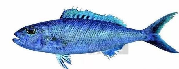 飛龍魚是什么魚類：飛龍魚是一種生活在海洋中的魚類，它們是一種值得我們關注的魚類