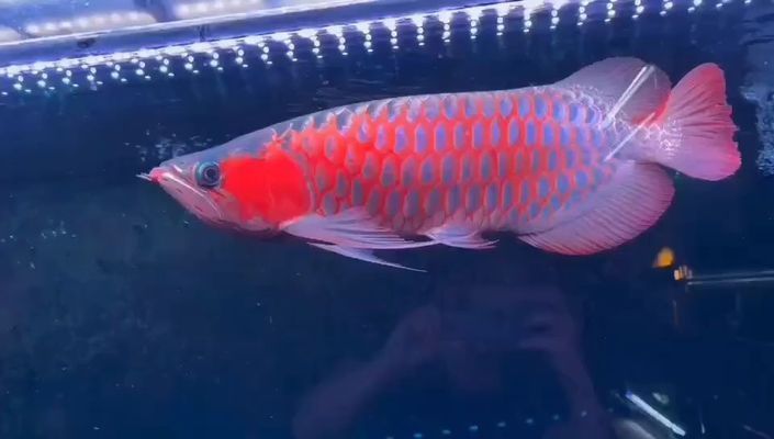 龍魚大湖魚都是下掛嗎，大湖魚的飼養技巧有哪些，如何辨別大湖魚的品質？ 龍魚大湖魚都是下掛嗎，大湖魚的飼養技巧有哪些，如何辨別大湖魚的品質？ 龍魚百科 第1張