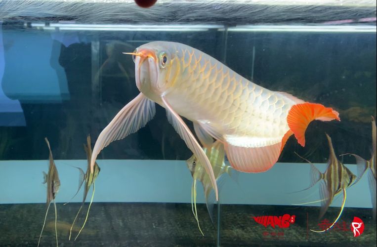 龍魚大湖魚都是下掛嗎，大湖魚的飼養技巧有哪些，如何辨別大湖魚的品質？ 龍魚大湖魚都是下掛嗎，大湖魚的飼養技巧有哪些，如何辨別大湖魚的品質？ 龍魚百科 第2張