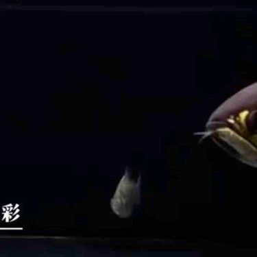 NEC潛水龍魚燈的具體型號有哪些？