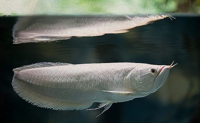 銀龍魚繁殖期間需要注意什么？ 銀龍魚繁殖期間需要注意什么？ 龍魚百科 第7張