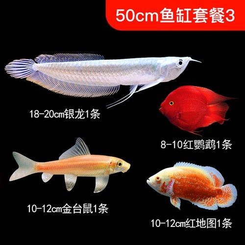 銀龍魚繁殖期間需要注意什么？ 銀龍魚繁殖期間需要注意什么？ 龍魚百科 第14張