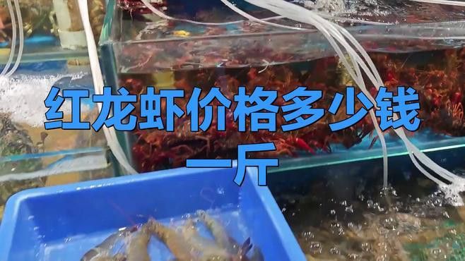 紅龍蝦的價格是多少？