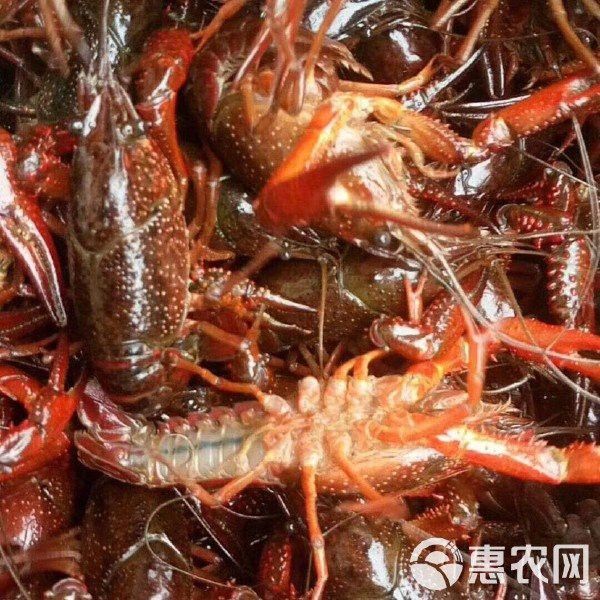 紅龍蝦的價格是多少？