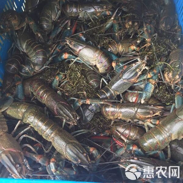 紅龍蝦的價格是多少？