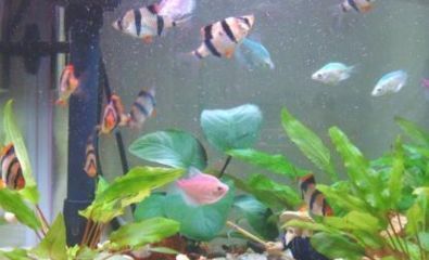 金龍魚缸水體發(fā)白（金龍魚缸水體發(fā)白可能由多種因素引起，以下原因及處理方法） 金龍魚缸水體發(fā)白（金龍魚缸水體發(fā)白可能由多種因素引起，以下原因及處理方法） 龍魚百科 第2張