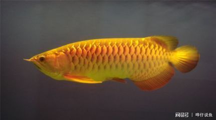 金龍魚不能吃：金龍魚可以作為食物食用嗎，