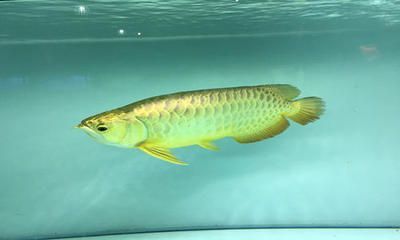 金龍魚不能吃：金龍魚可以作為食物食用嗎，