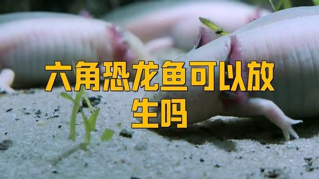 六角恐龍放生有哪些潛在風(fēng)險？ 六角恐龍放生有哪些潛在風(fēng)險？ 龍魚百科 第1張