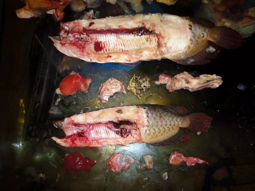 泥鰍喂龍魚需要去內臟嗎：喂食泥鰍給龍魚需要內臟嗎，泥鰍喂龍魚需要去內臟嗎