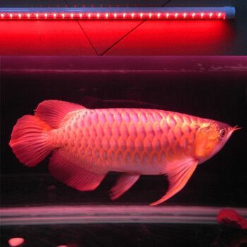 龍魚光照周期的最佳實踐：龍魚光照周期模擬技巧 龍魚光照周期的最佳實踐：龍魚光照周期模擬技巧 龍魚百科 第4張
