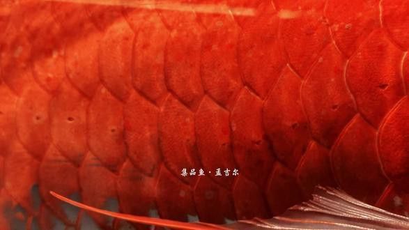 萬吉紅龍魚和孟吉爾紅龍魚哪個(gè)好