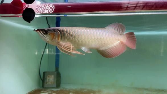 萬吉紅龍魚和孟吉爾紅龍魚哪個(gè)好