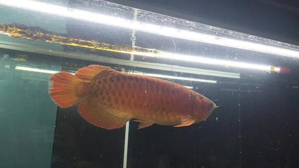 萬吉紅龍魚和孟吉爾紅龍魚哪個(gè)好