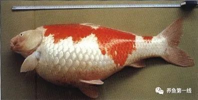 銀龍魚鼻子爛圖片真實(shí)