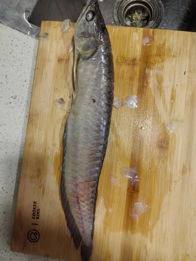 銀龍魚鼻子爛圖片真實(shí)