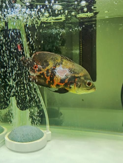 銀龍魚鼻子爛圖片真實(shí)