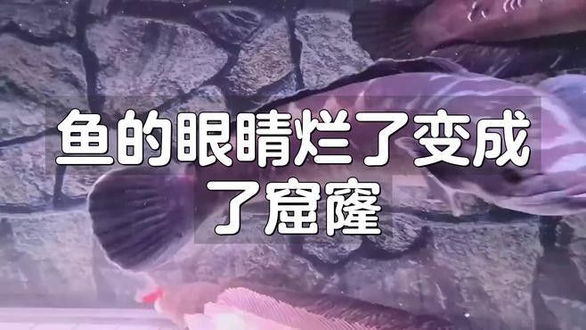 銀龍魚鼻子爛圖片真實(shí)