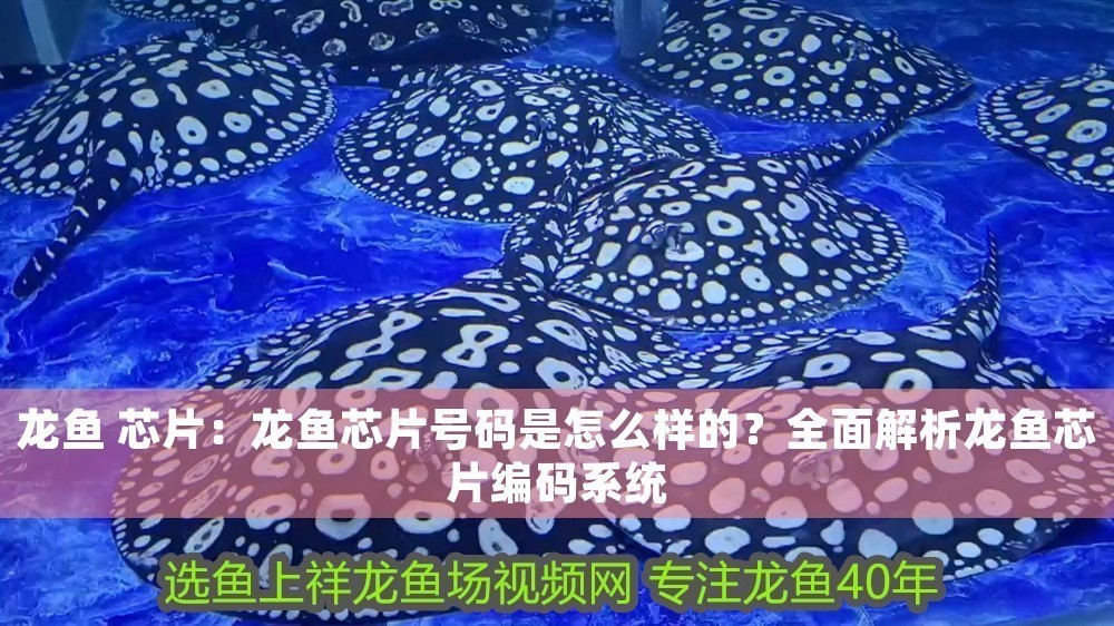 龍魚 芯片：龍魚芯片號碼是怎么樣的？全面解析龍魚芯片編碼系統(tǒng)