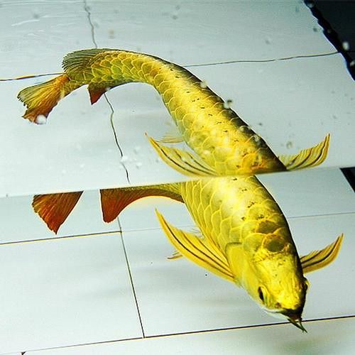 如何判斷24K金龍魚的血統(tǒng)