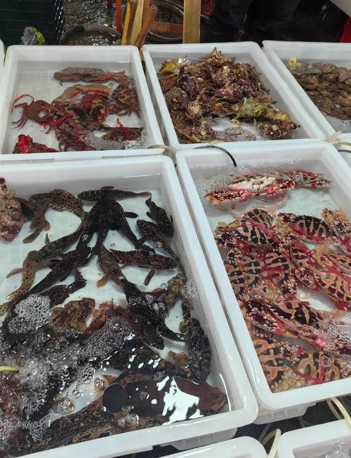 海南過江龍魚多少錢