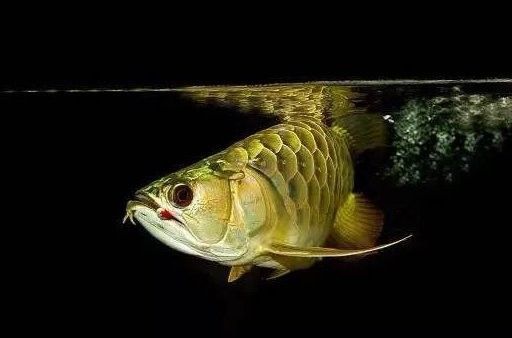 龍魚可以長期喂飼料嗎有毒嗎