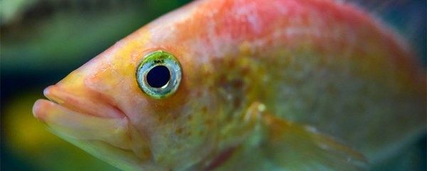 龍魚沒有氧氣能堅持多久：龍魚在沒有氧氣的情況下能堅持多久，龍魚能堅持多久