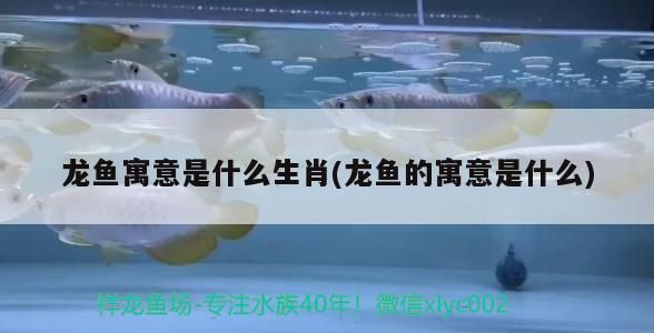 龍魚寓意是什么生肖：如何挑選健康龍魚