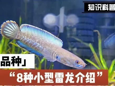 雷龍魚好養(yǎng)嗎怎么養(yǎng)的