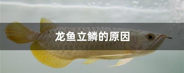 龍魚立鱗用什么藥：治療龍魚立鱗病的藥物及其使用方法，龍魚立鱗病的日常護理