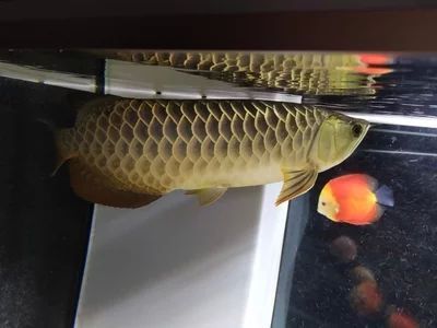 龍魚多久會餓死掉：龍魚的饑餓耐受能力與其個體大小、飼養條件以及是否為肉食性等因素有關