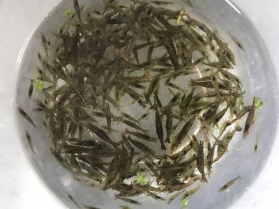 龍魚能吃黑殼蝦嗎：龍魚可以吃黑殼蝦嗎？