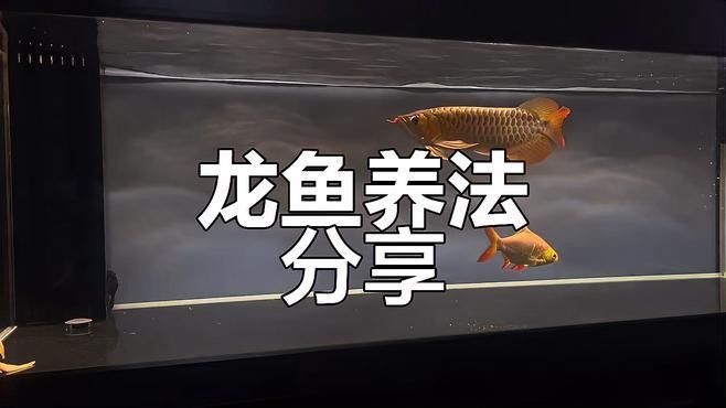 龍魚飼養需要多久換一次水？ 龍魚飼養需要多久換一次水？ 龍魚百科 第1張
