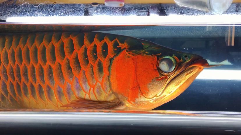 龍魚缸的ph在多少正常：龍魚蒙眼嚴重的原因和治療方法圖片視頻大全集
