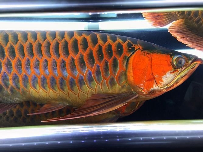 龍魚缸的ph在多少正常：龍魚蒙眼嚴重的原因和治療方法圖片視頻大全集