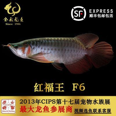 紅福王龍魚萬福：紅福王龍魚萬福是什么？