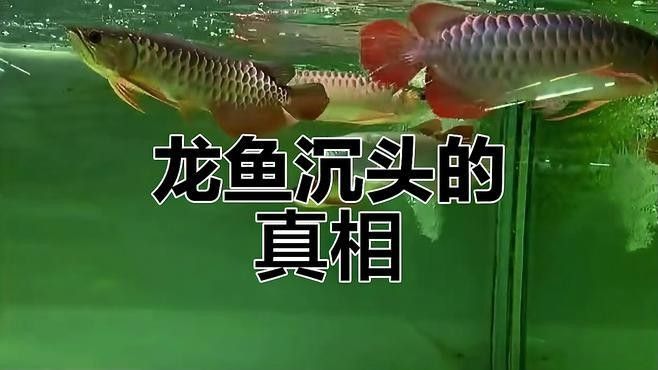 銀龍魚沉頭不游動(dòng)怎么辦