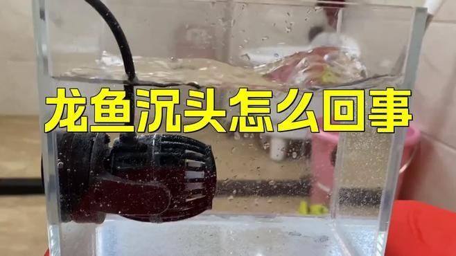 銀龍魚沉頭不游動(dòng)怎么辦