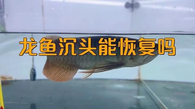 銀龍魚沉頭不游動(dòng)怎么辦