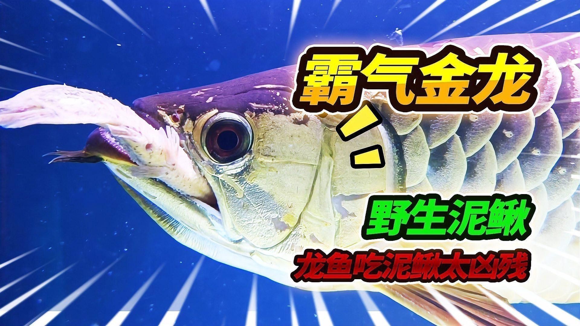 過背藍底金龍魚需要多大的魚缸？ 過背藍底金龍魚需要多大的魚缸？ 龍魚百科 第5張
