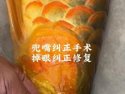 銀龍魚翹嘴怎么修復圖片視頻