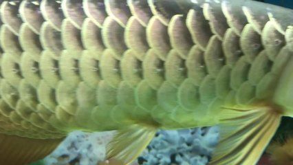 白玉金龍魚視頻：白玉金龍魚手把手教你如何玩轉(zhuǎn)金龍魚 白玉金龍魚視頻：白玉金龍魚手把手教你如何玩轉(zhuǎn)金龍魚 龍魚百科 第3張