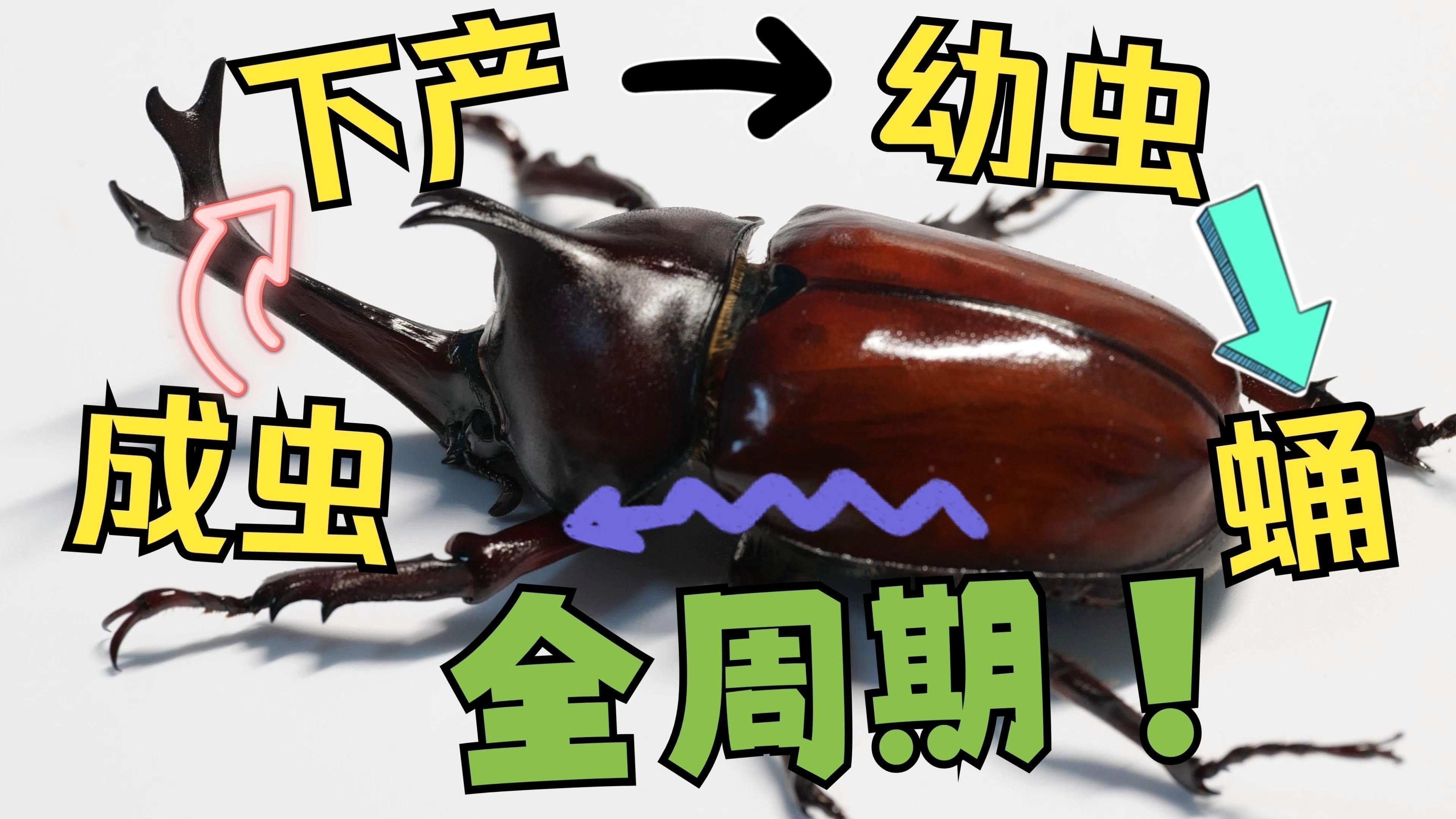 硬殼類昆蟲多久喂一次合適？