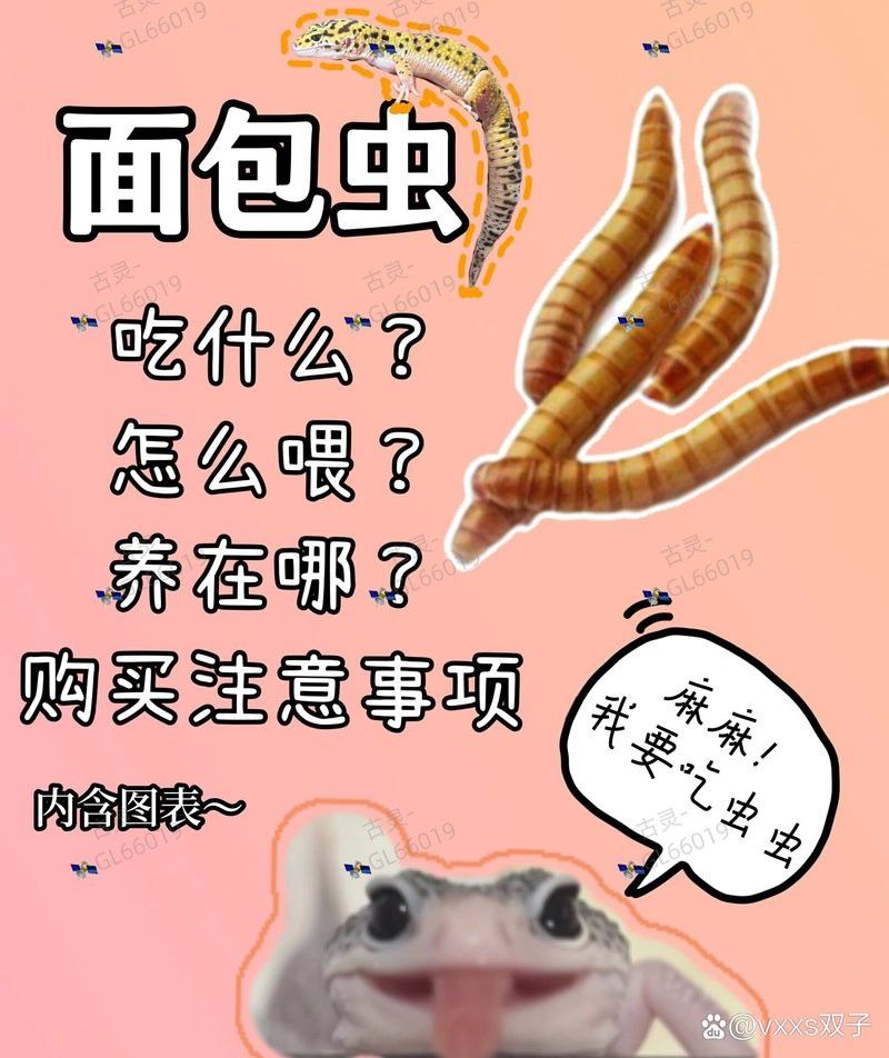 硬殼類昆蟲多久喂一次合適？