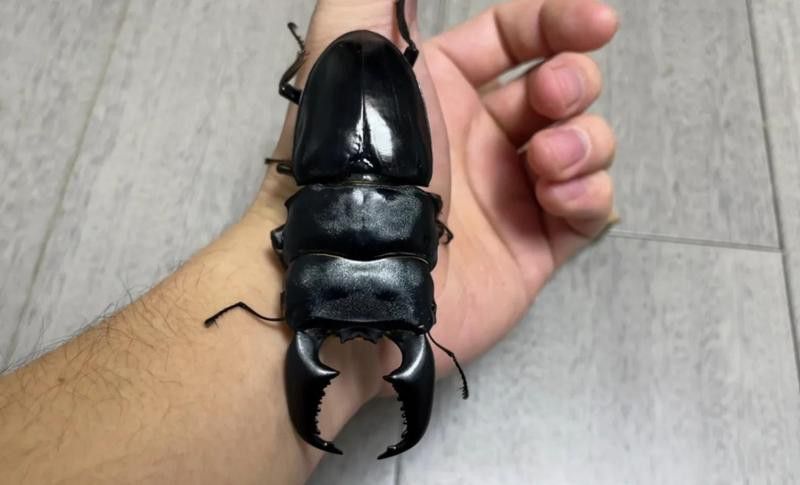 硬殼類昆蟲多久喂一次合適？