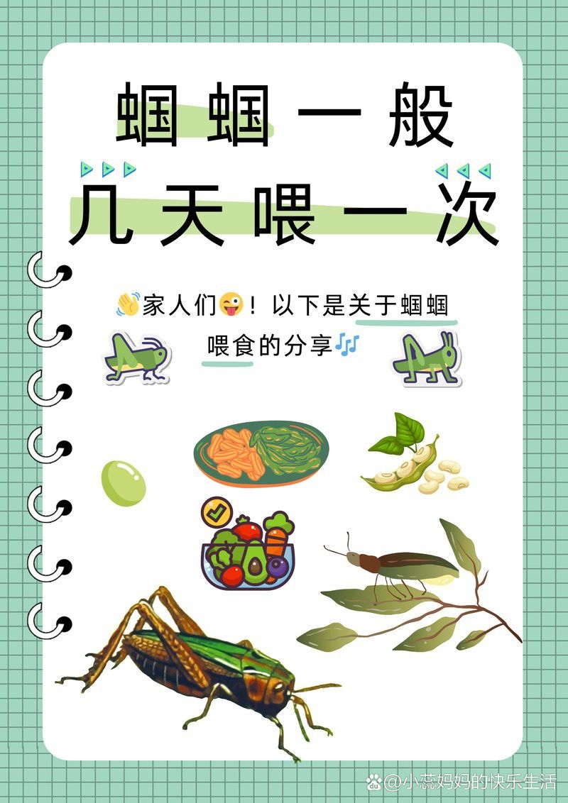 硬殼類昆蟲多久喂一次合適？