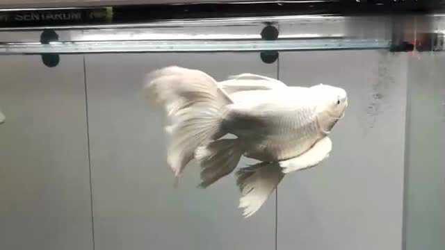 有沒有動態的龍鳳魚視頻？